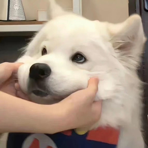 奶白官网登录入口
